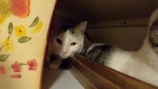 Cats hiding on top of the fridge 🐈🐈🤫🤫