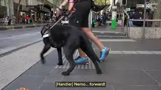 International Guide Dog Day 2025 - Built to G.U.I.D.E