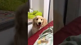 Just because there was no room for the puppy it ran away from home and took revenge. Whose