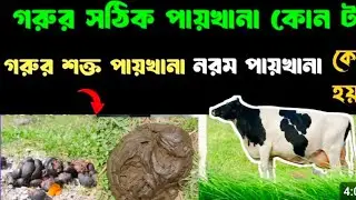 গরুর গোবর দেখে সমস্যা বুঝার উপায় | গরুর গোবর দেখে রোগ নির্ণয় পদ্ধতি🐄