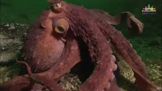 Sea animals names  for kids