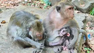 Family Jades in meeting for new grandchild, Some day for Jinx happy for keep with her mother. 04