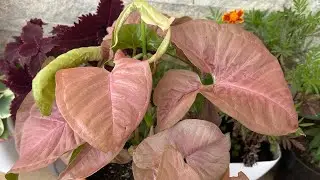 نبات السنجونيوم أو رجل البطة  لون وردي  رائع
