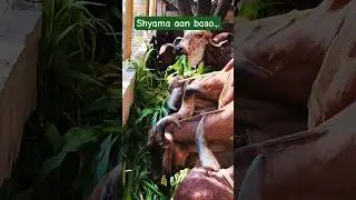 || Shyama Aan Baso Vrindavan Mein || Sachet Parampara || #song #music  #shorts
