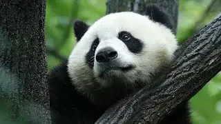 GLOBALink | National park boosts panda protection in China