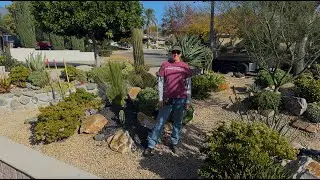 Succulent Winter Tips