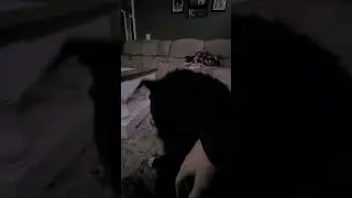 😂 FUNNIEST CAT VIDEOS OF March 2024