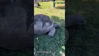 Tortoise at casela Mauritius Island 🇲🇺