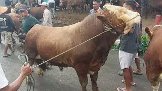 SEPI SAPI JUMBO SEPI❗️SAPI SUPER NEGO ALOT VS JURAGAN 