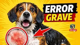 🚨 CUIDADO: Este ERROR al ba&ntilde;ar enferma a tu perro 🐶