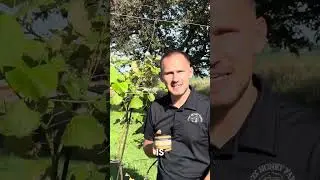 Benefits of Royal jelly, bee pollen, and propolis infused honey!
