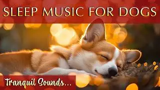 Dog Meditation Music&nbsp;🐶 Sleep, Harmony and Balance