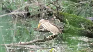 Tarabusino