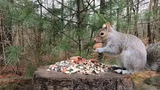 Squirrels, Tufted Titmice