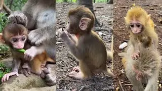 WOW! Look At These Cute Monkey Babies Under The Care Of Mom 🥰