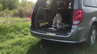 Blind Puppy Sunny Has Time of His Life