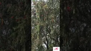 Amazing Bottle Brush Flower's   #shorts #bottlebrush #flowers