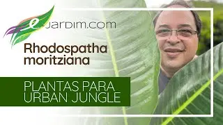 Rhodospatha moritziana - Plantas para Urban Jungle | S&iacute;tio E-Jardim