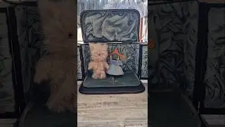 Antique Medal Box Boudoir animation - kitty made by Heidi from Gallery Bjorn, Kurashiki Japan