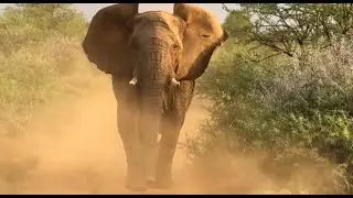 Dream symbolism of running away from an elephant