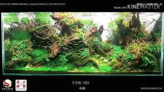 CIPS INTERNATIONAL AQUASCAPING CONTEST 2018 31-60