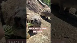 FEEDING FRIENDLY HYRAX!! #hyrax #awawa #cuteanimals