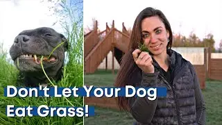 Why you shouldn't let your dog eat grass | Tier 1 Veterinary Medical Center
