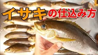 イサキ釣り師必見　大漁の船釣りイサキの仕込み方！イサキの捌き方「イサキ」（釣り編）2020 11.02和歌山 阿尾港　共栄丸