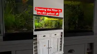 Cleaning the Fluval 207 on the 40 gallon! 🙌