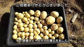 秋じゃが芋の土作りから収穫まで