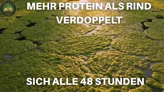 Diese Pflanze hat mehr Protein als Rind, verdoppelt sich alle 48h (aber man nennt sie Dreck)