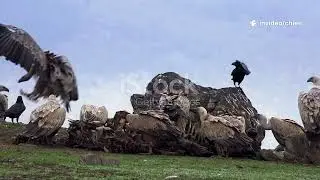 Crows: The Genius Birds You Never Knew About!