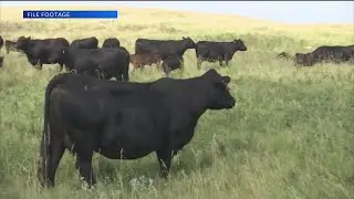 USDA intends to purchase up to $263 million