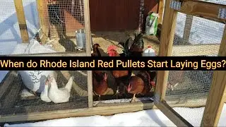 When do Rhode Island Red Pullets Start Laying Eggs?