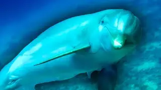 ADORABLE Ocean Friends! 🐠 Amazing Ocean | Animal Friends