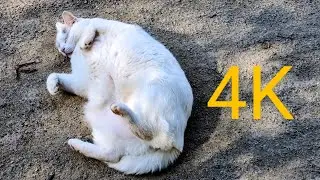 Fluffy Freedom: A 4K Cat's Journey