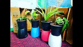 Free plants by Nurserylive upload pictures on Instagram