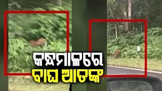 Leopard spotted crossing road in Kandhamal, Locals panic | Kalinga TV