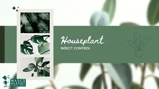 Houseplant Insect Control Tips