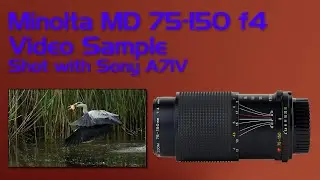 Minolta MD 75-150 f4. Video Samples Shot with Sony a7IV.