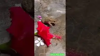 Slo-motion frog catches fly 🐸 | Nature World Series| #shorts #frog #nature