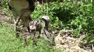 Bush stone curlews and hatchlings (Burhinus grallarius)