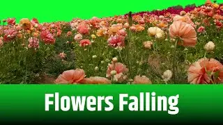 FLOWERA ANIATION || GREEN SCREEN || CHROME KEY || CONTENT FOR CREATORS