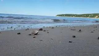 FREE video of beach scene. Reuse, sample, edit as you wish.