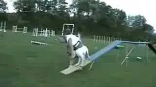 2on/2off Contact Training with clicker - First Lesson