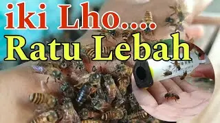 Ciri-ciri Ratu lebah Madu