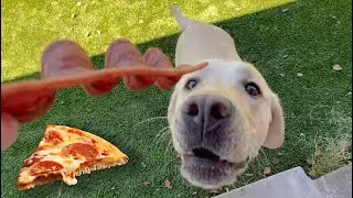 LABRADOR TRIES DOG PIZZA FOR FIRST TIME!!