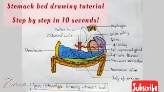 How can you draw stomach bed easily.😉