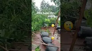 penjual bibit buah desa#bersabar#shrot #alhamdulilah