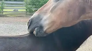 Mutual Grooming